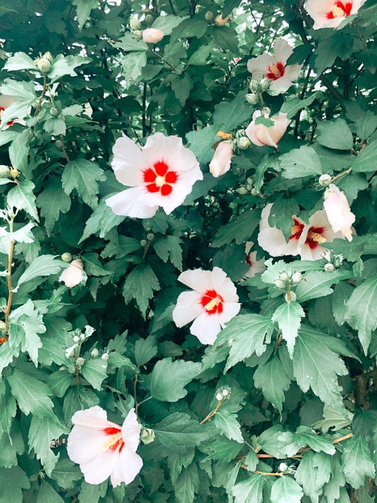  여름 끝자락에 몰아쓰는 세도르 다이어리