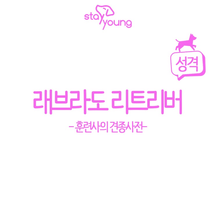  [훈련사의 견종 사전] 래브라도 리트리버 성격 편