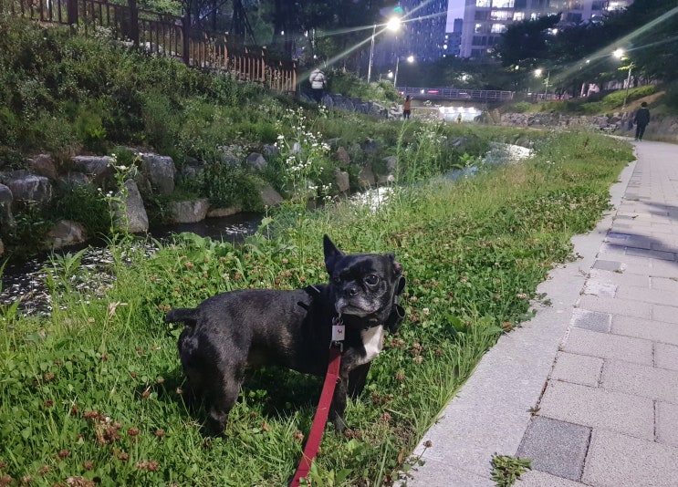  강아지 동물등록 얼마 안 남은 자진신고기간, 고양이는?