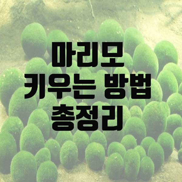  마리모 키우는 방법 ! 꼭 지킬 것들은 ?