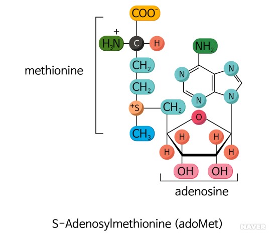  S-아데노실메티오닌 [S-adenosyl methionine]
