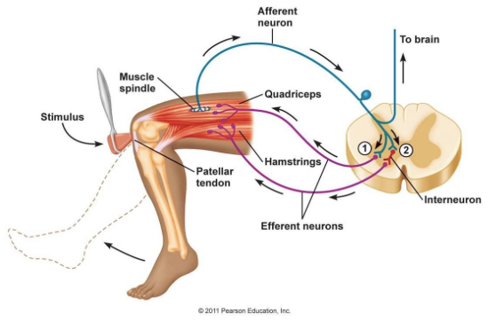 척수 신장 반사와 상반지배(spinal stretch reflex and reciprocal innervation) : 네이버 블로그