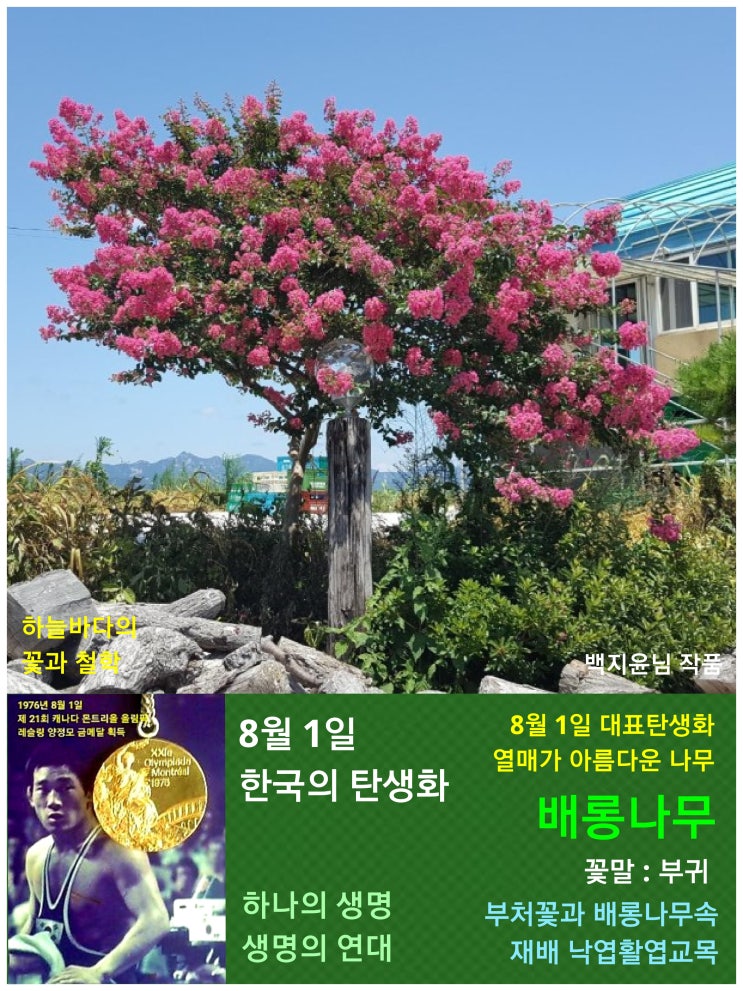  배롱나무 / 부처꽃과, 8월 1일 한국의 탄생화