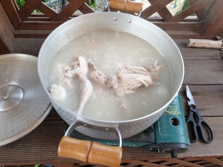  국견협회 혈통 진돗개 범돌&보리 육아일기