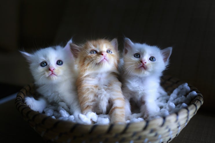  고양이 사진