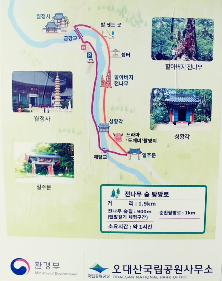 2019.강원도 여행 5일차 평창(오대산국립공원, 월정사 전나무숲)