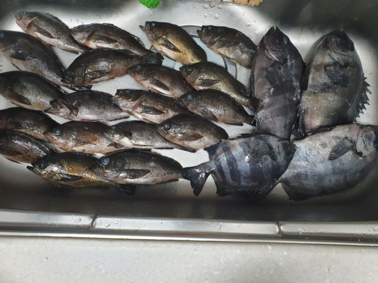  가거도 낚시 4박5일 [마지막날]