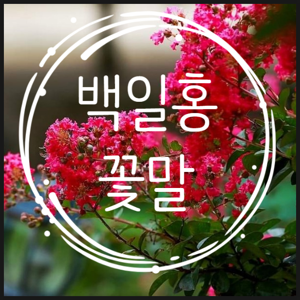  백일홍 [ 배롱나무]꽃말