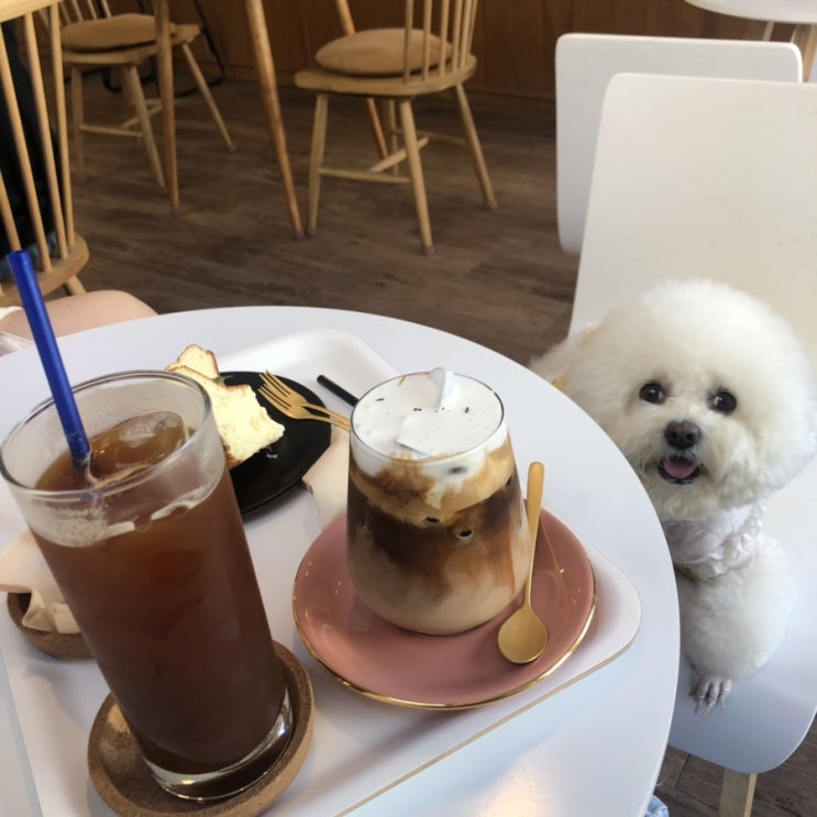  일산 애견동반가능 카페 프리커피