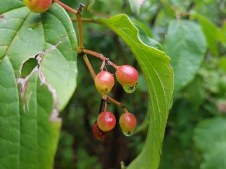  용산지게차색소폰 이소라의'제발'한남동 이태원동 원효로 한강로 이촌동 용산색소폰지게차~용산지게차윤