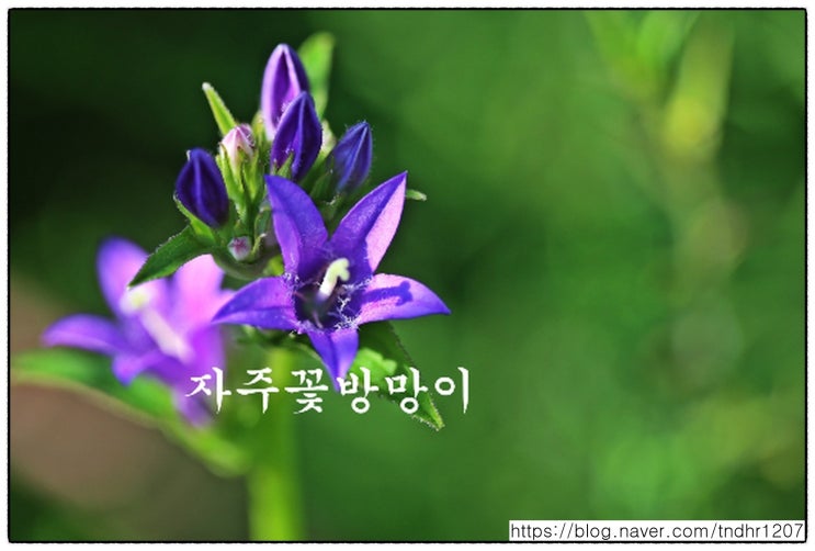  함양 하림공원에서  자주 꽃방망이를 만나다~~~