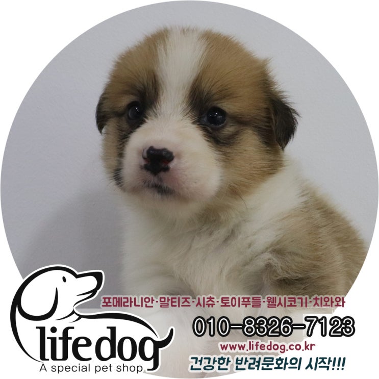  남촌동강아지분양 남동구웰시코기 팸브룩 분양샵 !!