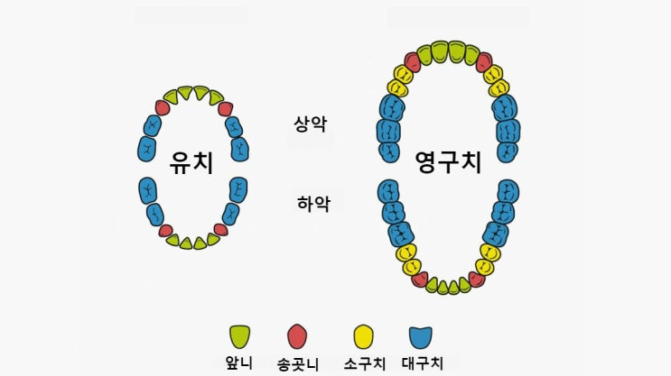 삼송헤리엇 치과 알쓸신치 치아에 관한 10가지 사실