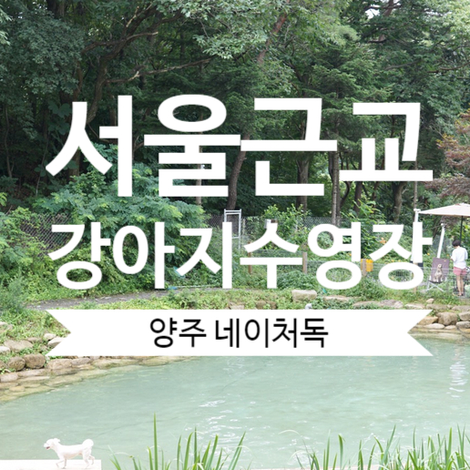  서울강아지수영장 양주 네이처독 애견운동장 방문기