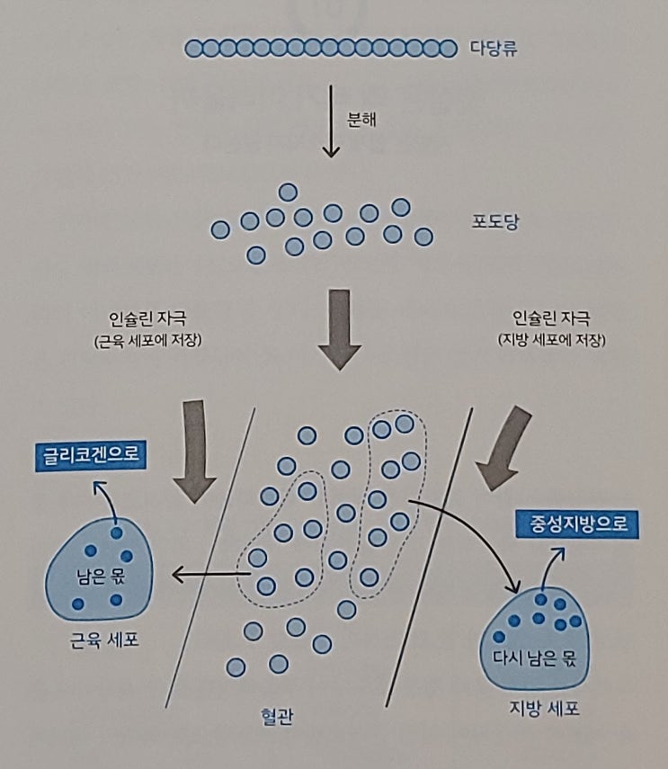  비만의 메커니즘 & 저탄수화물 다이어트식단을 위한 식품별 탄수화물 양