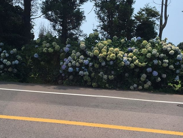  배틀트립 제주도 - 종달리해안도로 수국길, 투명카약, 광치기해변, 승마체험, 서빈백사, 보트투어, 돔베고기쌈밥정식, 랍스터통문어통갈치조림, 보말해물칼국수, 우도땅콩아이스크림