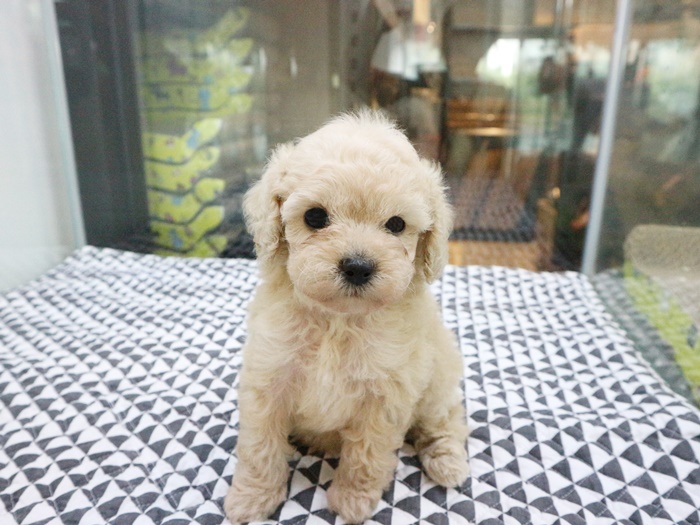  세종푸들분양 인형인가! 강아지인가!
