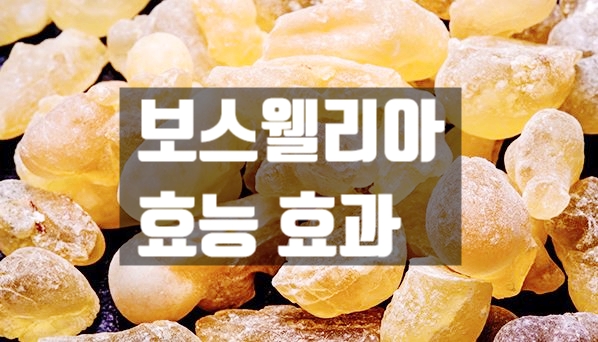  보스웰리아 의 효능 효과 부작용