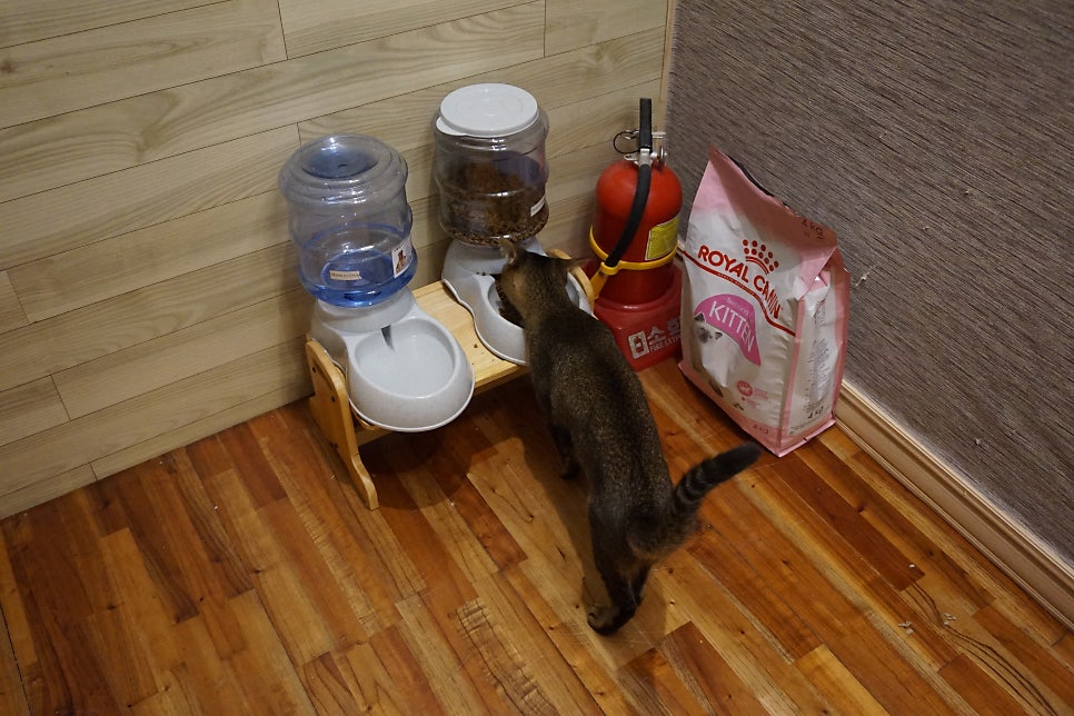 해쓰하우스 사진 6