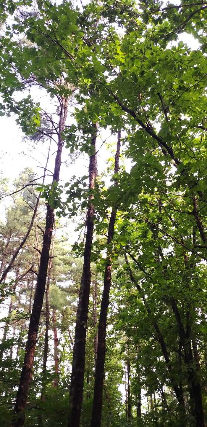  관악산 둘레길 한 바퀴(2019.08.04)