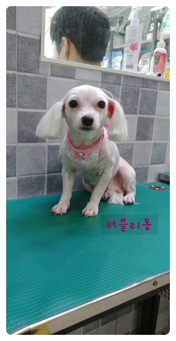  [진주하대동말티즈미용] 나이