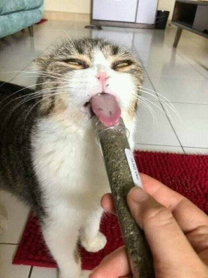 고양이에게 허락된 마약