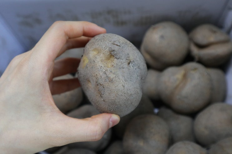  강원도감자로 만드는 해쉬브라운 레시피/해쉬브라운 만들기 (완전 쉬워요!! 재료도 간단해!!, 감자요리)