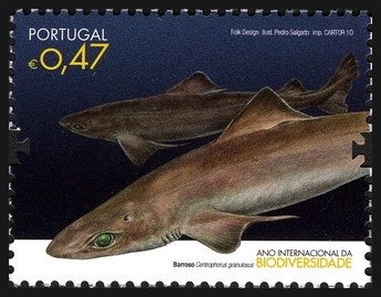 Lowfin Gulper Shark