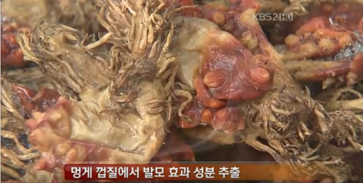 멍게추출물 탈모에 도움이 된다네요