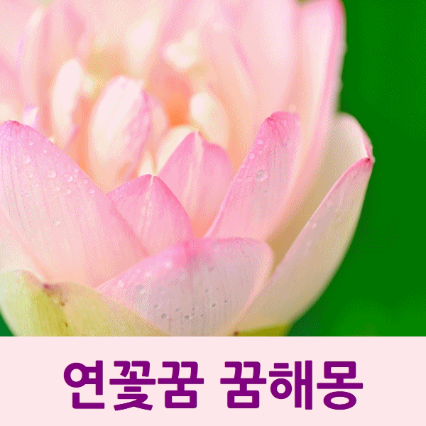  연꽃꿈 꿈해몽 연꽃 꽃말
