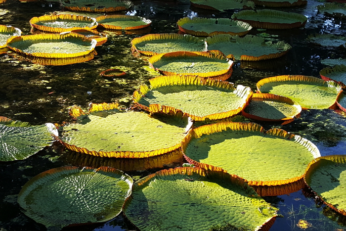 팜플무스 식물원(SSR 보타닉가든)의 큰가시연꽃-모리셔스6