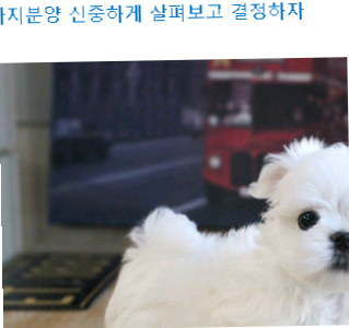  김천강아지분양 신중하게 살펴보고 결정하자