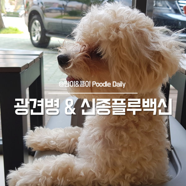  6개월 강아지 토이푸들 광견병 & 신종플루 백신 접종!