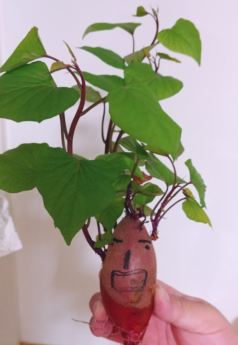 실내텃밭_고구마 집에서 물꽂이로 기를 때 놀라지 마세요!(고구마싹 흰 알갱이의 정체) : 네이버 블로그
