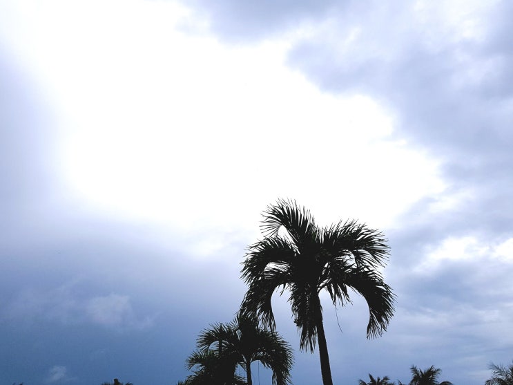9호태풍 레끼마 괌 태풍 위력 쎄네요