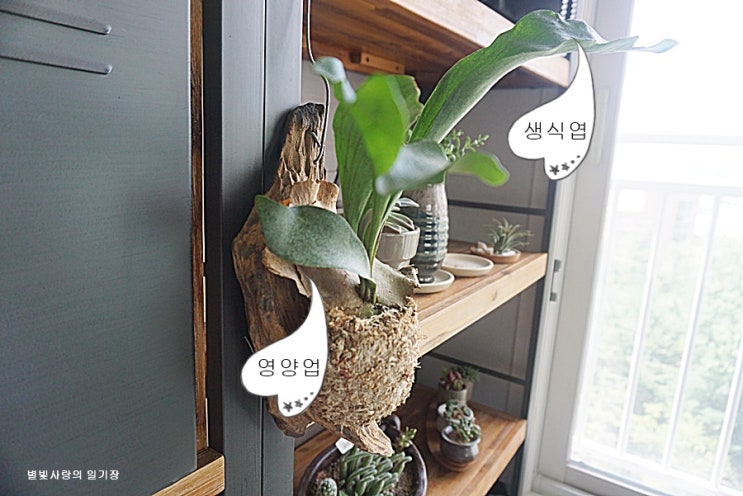  박쥐란 목부작으로 키우기