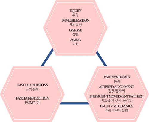  [동탄필라테스]근막이완의 중요성