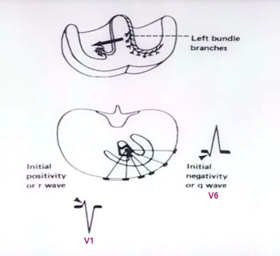 Step1. ECG의 기본(P-QRS-T) : 네이버 블로그