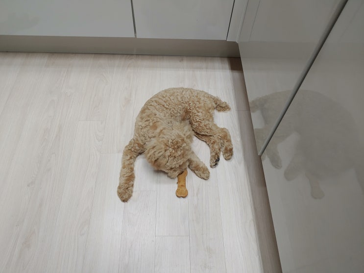 우리 집 푸들에게 버거킹 독퍼 줘봤던 이야기 :) 우리 집 푸들에게 버거킹 독퍼 줘봤던 이야기 :)