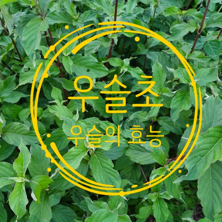  우슬초효능을 알아볼까요><