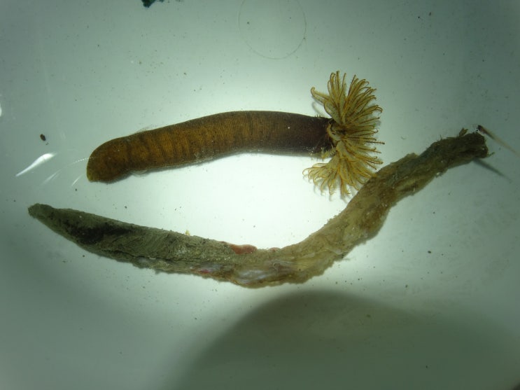  띠조름꽃갯지렁이 / 솜털꽃갯지렁이  Branchiomma cingulatum ( Sabellastarte japonica ) ケヤリムシ / 꽃갯지렁이과 (Family Sabellidae)의 1종