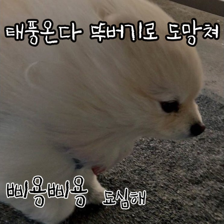 곧 태풍이 온다구여 다들 대피해요 뚜버기로:) /     부산최고카페 / 광안리 오션뷰 뚜버기