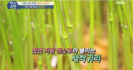새싹귀리분말, 장윤정의 다이어트 비법…'효능-먹는법-부작용 총정리' 새싹귀리분말, 장윤정의 다이어트 비법…'효능-먹는법-부작용 총정리'