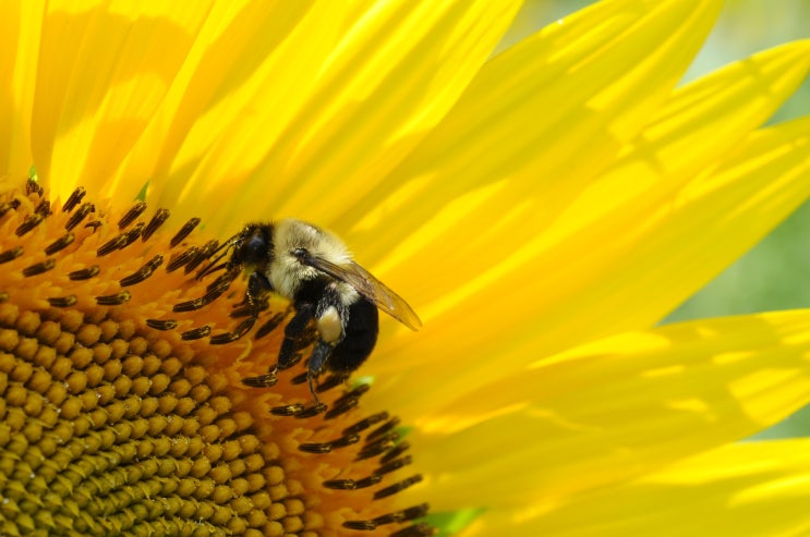  꽃가루가 몸에 좋다는데, 꿀벌이 모은 비폴렌 Bee pollen 과 꽃 중 어느 쪽에 미네랄이 더 많을까요?