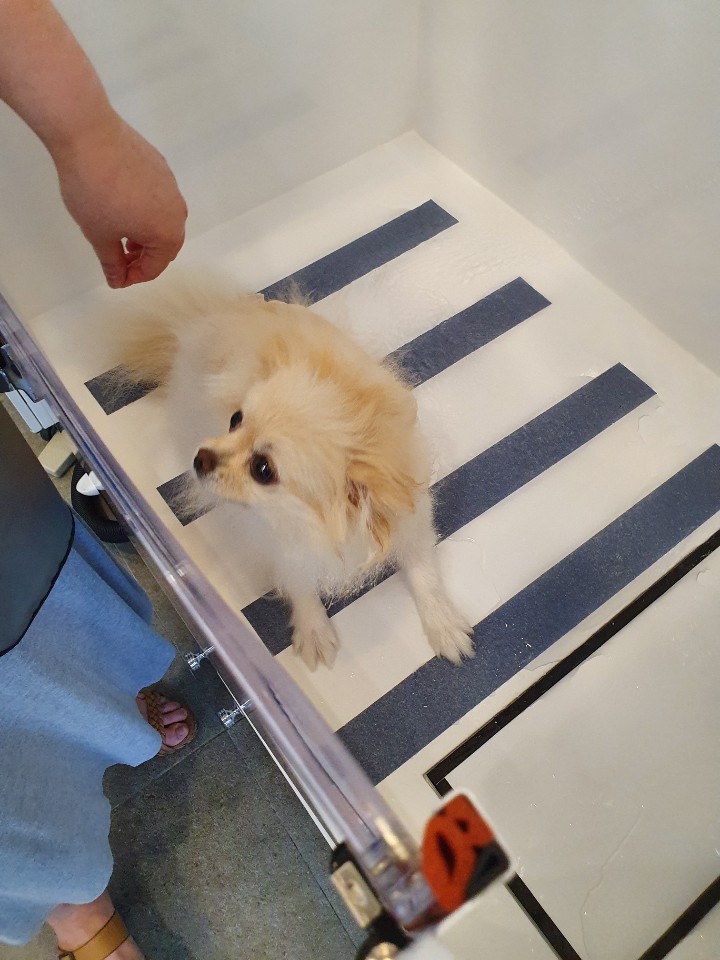  뽀독뽀독 셀프 목욕, 위탁 목욕, 사료, 용품, 분양 멀티샵