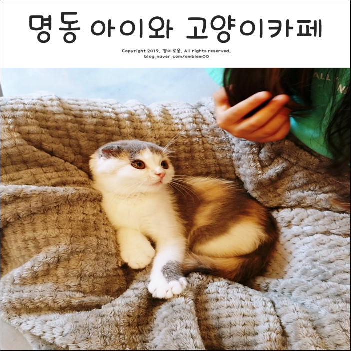 서울 아이들과 갈만한곳 명동 고양이카페 힐링~