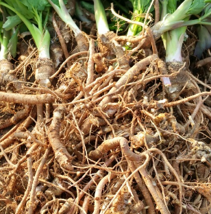 [포렌코즈-화장품 성분] 방풍뿌리추출물 ( 방풍추출물, Saposhnikovia Divaricata Root Extract )