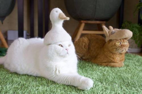  고양이 털로 모자만들기