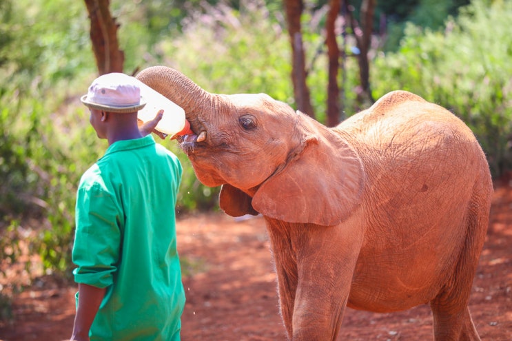 케냐 여행, 코끼리 고아원부터 기린센터까지 나이로비 시티투어