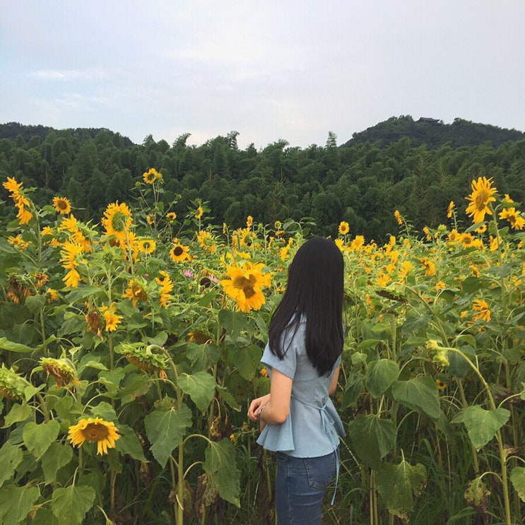  베짱이 일기